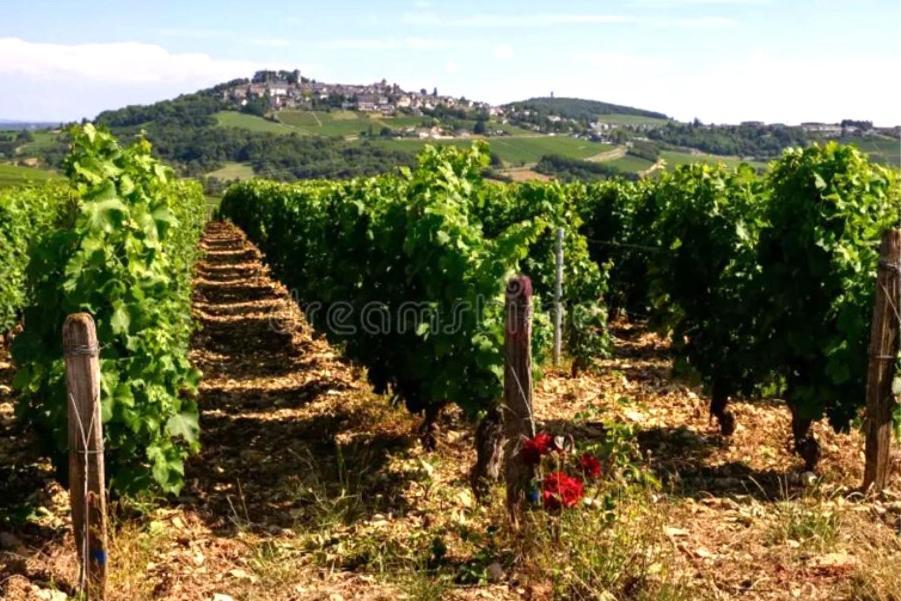 O' Coin Du Beaufol Lassigny Exterior foto
